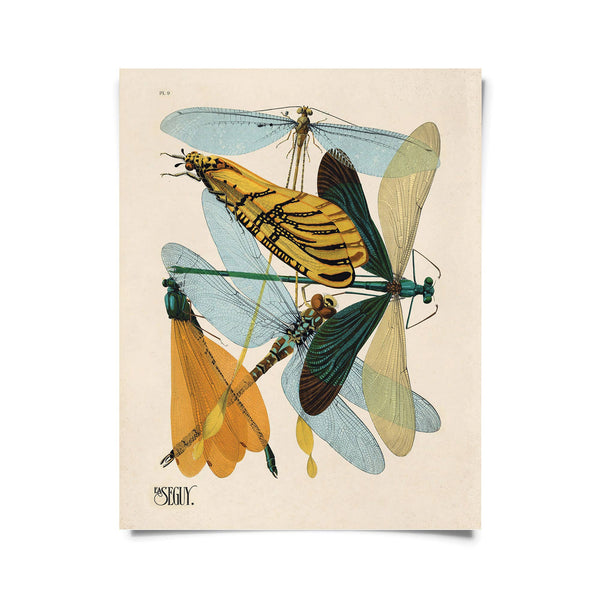 Framed Vintage Seguy Dragonfly Damselfly Print 11x14