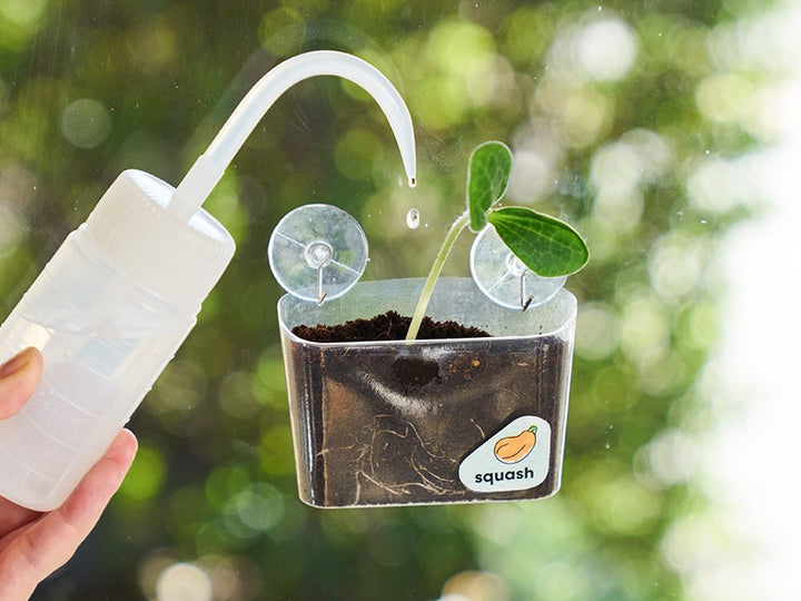 Window Garden DIY Growing Plant Kit