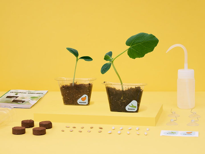 Window Garden DIY Growing Plant Kit