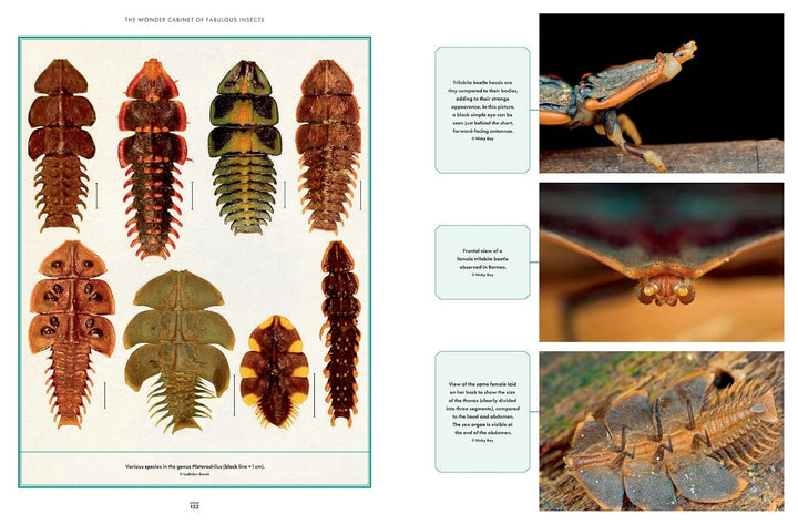 Chevrons Insect Wonder Cabinet of Fabulous Insects: Secrets of the World's Rarest and ...