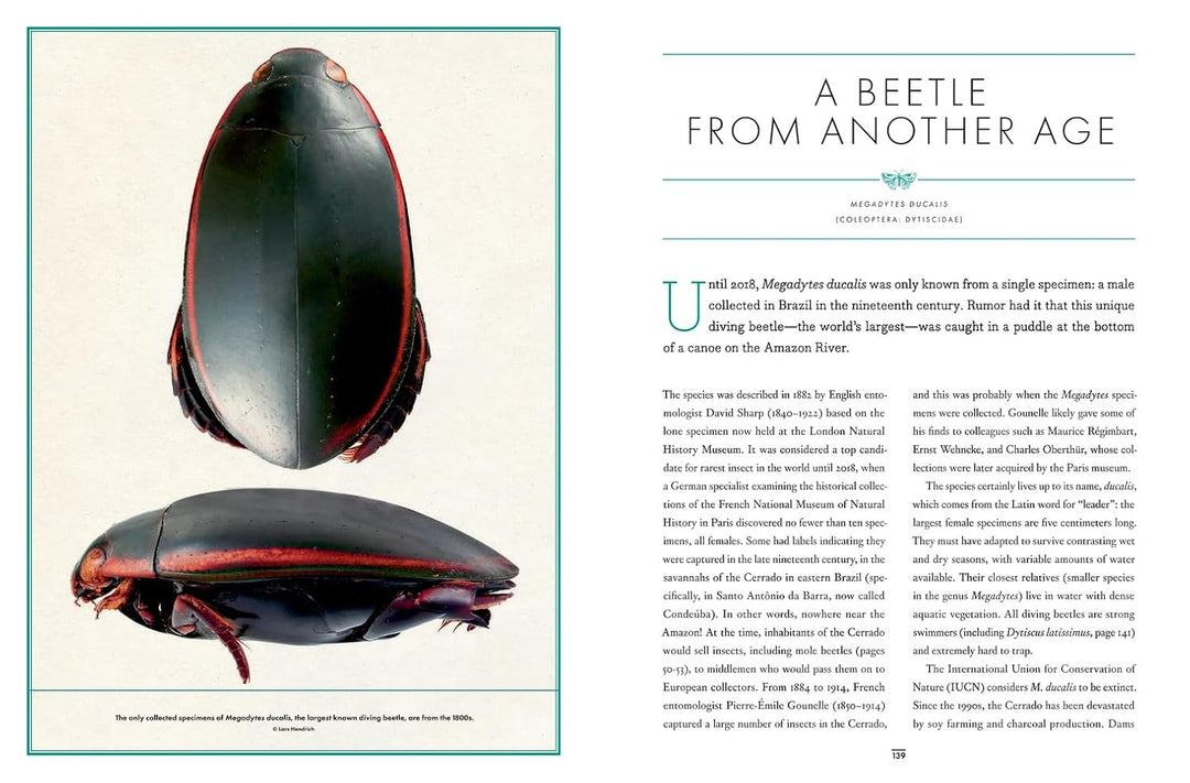 Chevrons Insect Wonder Cabinet of Fabulous Insects: Secrets of the World's Rarest and ...