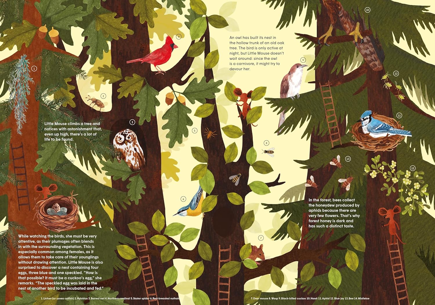 Little Mouse's Encyclopedia – Cub Shrub
