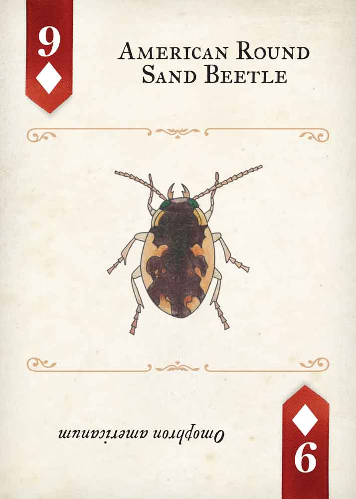 Beetles Playing Cards