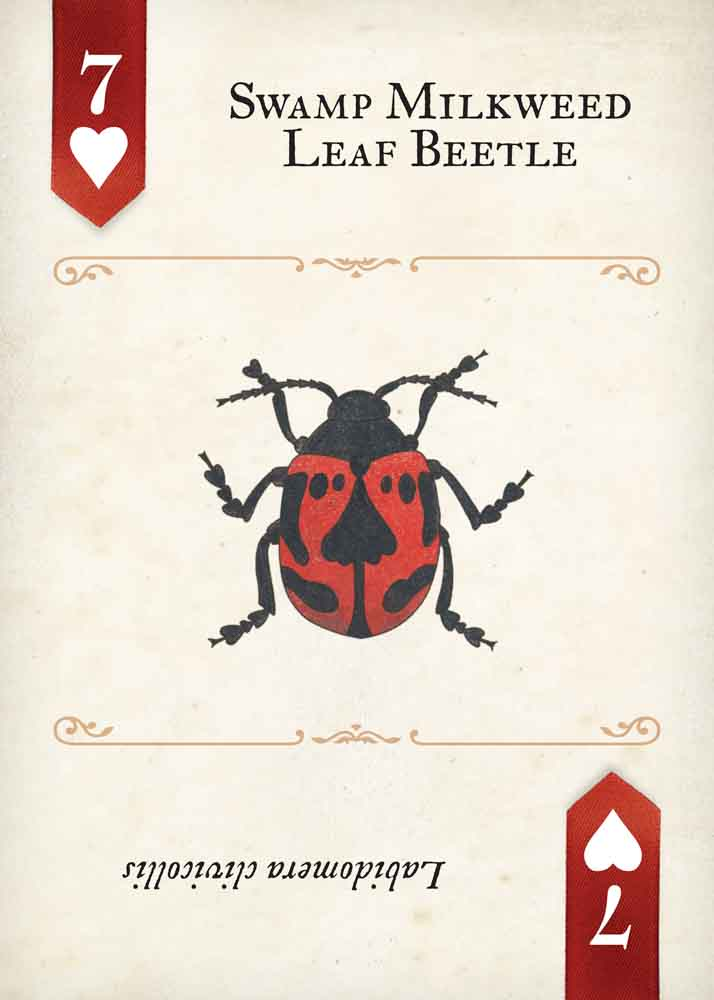 Beetles Playing Cards