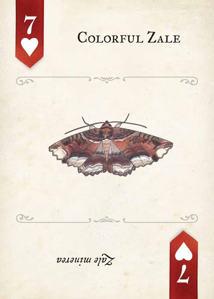 Moths Playing Cards