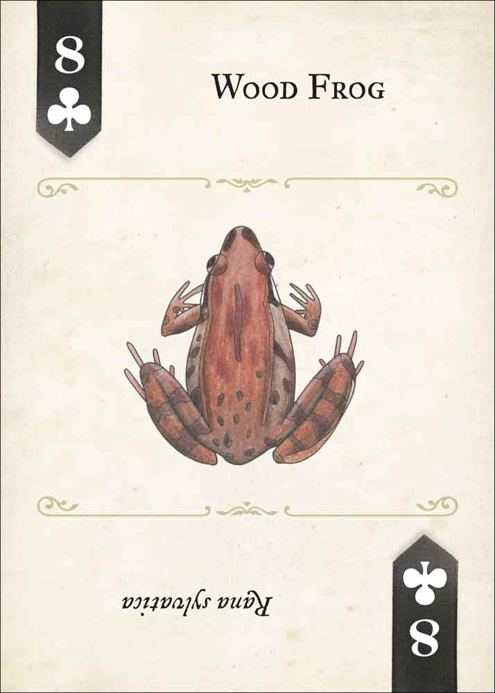 Reptile and Amphibians Playing Cards