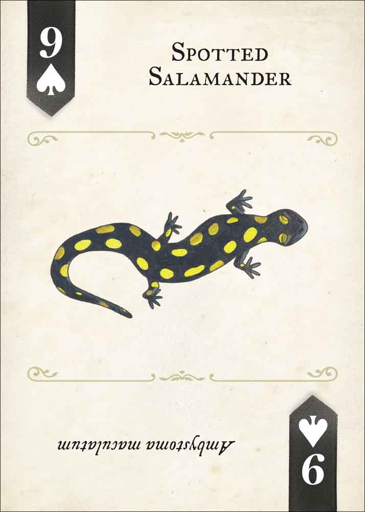 Reptile and Amphibians Playing Cards