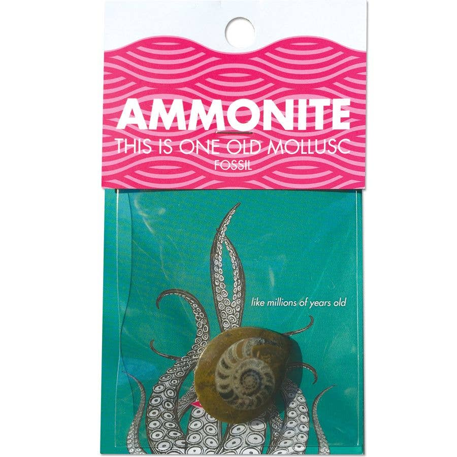 Compact Curiosities - Ammonite Fossil