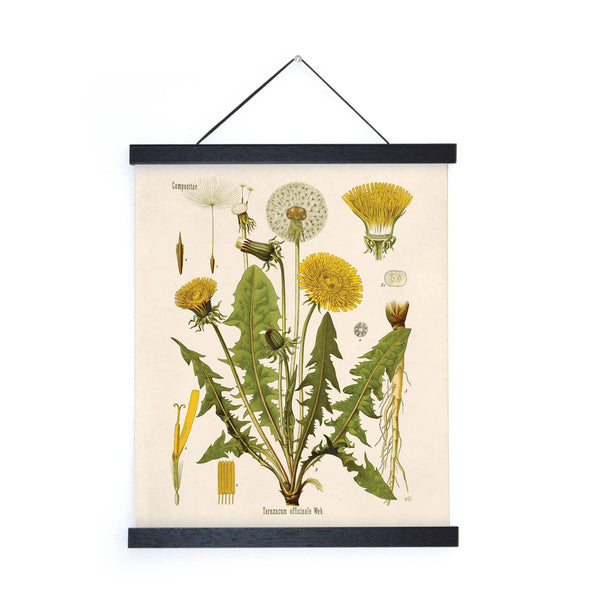 Framed Vintage Botanical Dandelion Flower Print 11x14