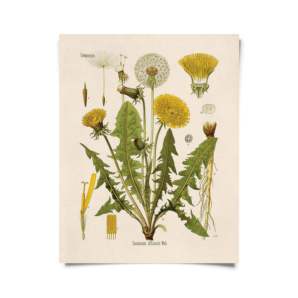 Framed Vintage Botanical Dandelion Flower Print 11x14